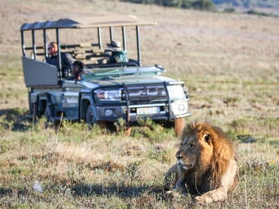 Guided Safari in the Amakhala Game Reserve with Lunch