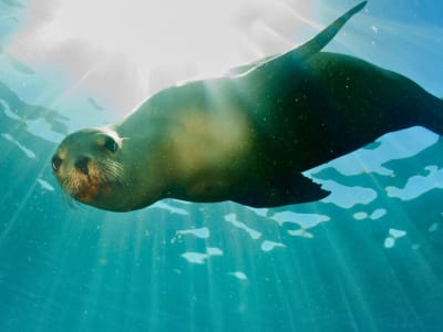 Guided Snorkelling Excursion in the Cape's Kelp Forest