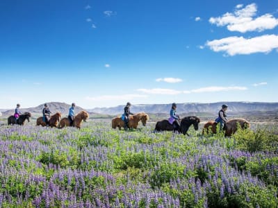 Experienced Horseback Riding Excursion near Reykjavík
