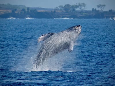 Excursion en hors-bord pour l'observation des baleines à partir de Kailua Kona, Big Island