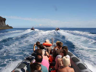 Wal- und Delfinbeobachtungsausflug von Funchal, Madeira