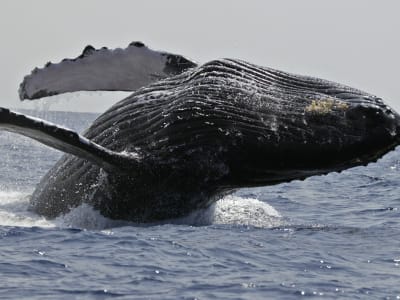 Excursión en barco para avistar ballenas desde Kailua Kona, Isla Grande