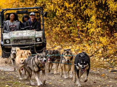 Chiens de traîneau d'automne à Whitehorse, Yukon