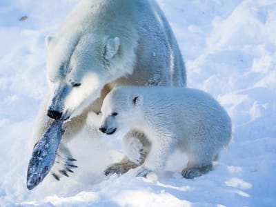 Guided Visit to Ranua Arctic Wildlife Park from Kemi