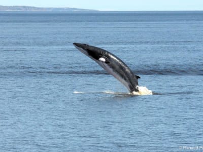 Zodiac whale watching tour on the St. Lawrence River from Baie Ste-Catherine