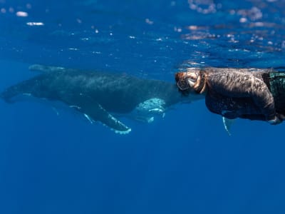 Avistamiento de ballenas y snorkel en Bora Bora