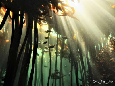 Excursion de plongée en apnée dans la forêt de Kelp au Cap