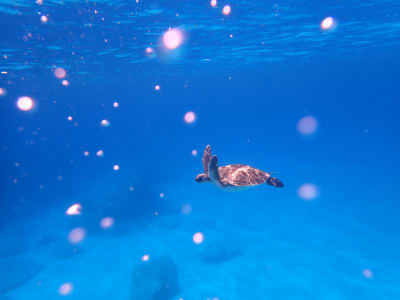 Snorkel guiado alrededor de las cuevas marinas de Ayia Napa desde la playa de Glyki Nero