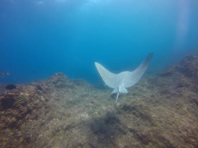 Aliwal reef snorkeling excursions on the Umkomaas coast, near Durban