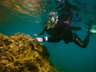 Snorkelling in the Gulf of Lion Marine Park, departing from Argelès-Sur-Mer