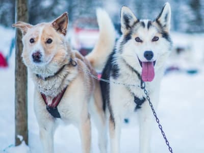 Descubre los trineos tirados por perros en Kopperå, cerca de Trondheim