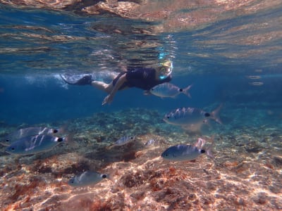 Geführtes Schnorcheln im Meeresschutzgebiet von El Arenal, nahe Palma