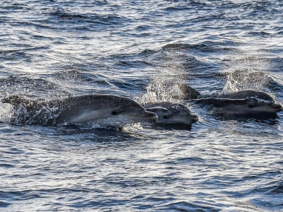Observation des dauphins à Majorque au lever du soleil depuis El Arenal