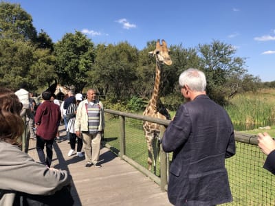 Löwensafari und Besichtigung des Kulturdorfs Lesedi ab Johannesburg