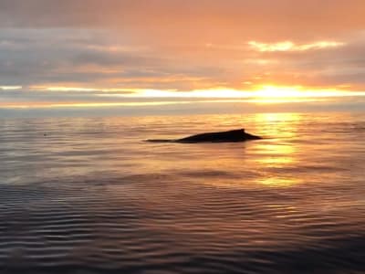 Observación de ballenas al sol de medianoche en Húsavík