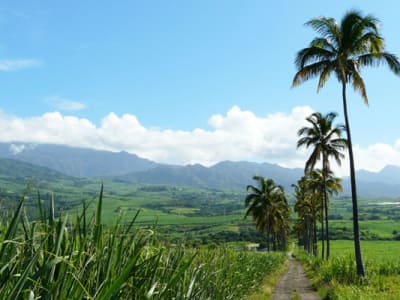 Guided van tour of eastern Reunion Island