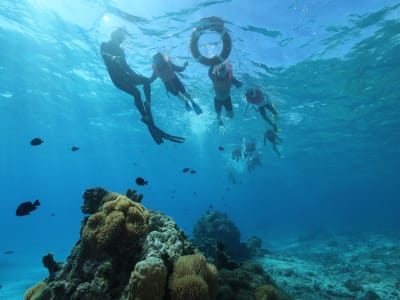 Guided Snorkelling Excursion in Tahiti