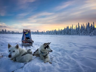 Nordlicht-Hundeschlittensafari ab Kiruna