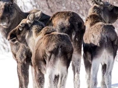 Excursión guiada en busca de alces desde Rundhaug en Målselv