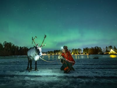 Northern Lights and Reindeer Experience in Luleå