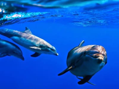 Observation des baleines et des dauphins depuis Costa Adeje, Tenerife