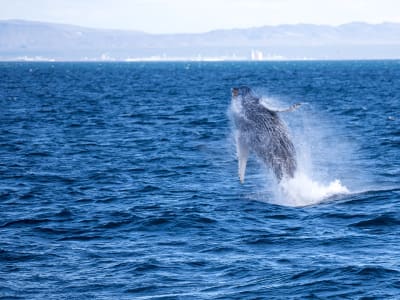 Excursion d'observation des baleines au départ de Reykjavik