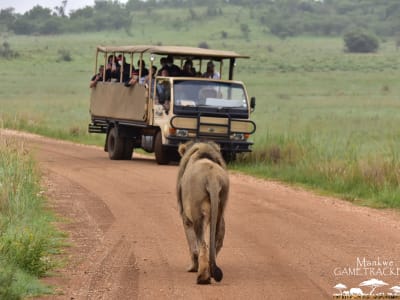 Geführte Pirschfahrt im Pilanesberg-Nationalpark