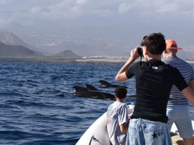 Whale and Dolphin Watching in Small Groups from Las Galletas, Tenerife