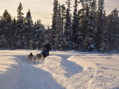 Découvrez les chiens de traîneau à Svappavaara près de Kiruna