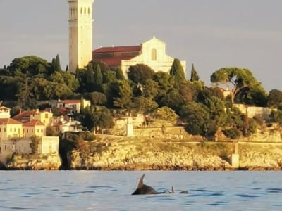 Safari con delfines al atardecer con salida desde Umag, cerca de Poreč