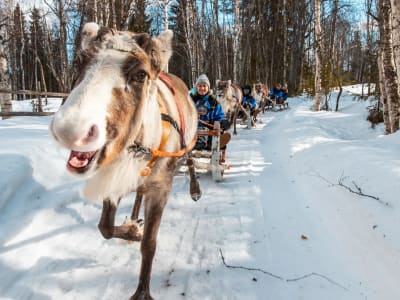 Paseo en moto de nieve y trineo de renos por Laponia desde Rovaniemi
