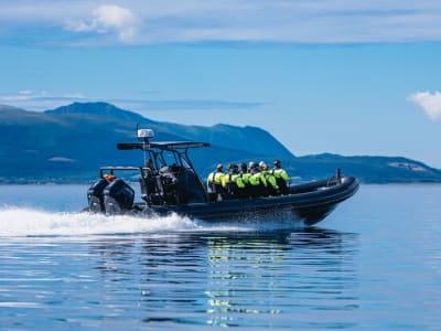 Excursión en semirrígida Sea Eagle Fjord en Vesterålen desde Sortland