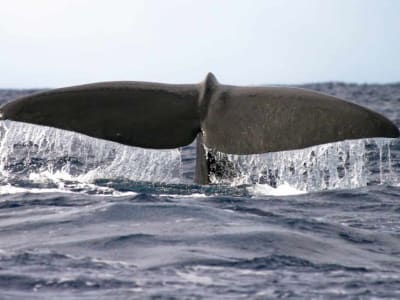 Observation des baleines à Madère