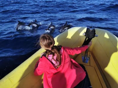 Observation de dauphins en bateau rapide à Puerto del Carmen, Lanzarote