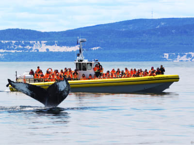 Excursion baleines en zodiac à Tadoussac, Québec