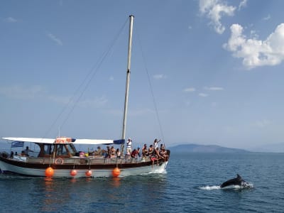 Crucero en barco con delfines por el Golfo de Amvrakikos en Preveza