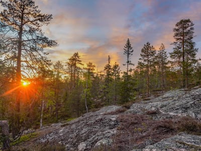 Sommer-Wildnis-Wanderung in Rovaniemi