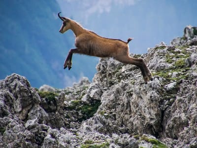 Wandern und Begegnung mit der Gämse in den Vogesen