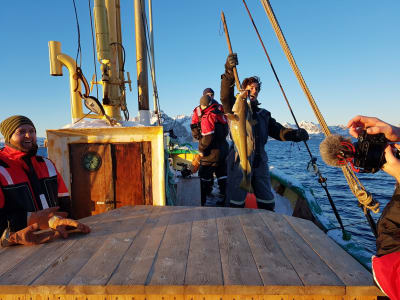 Fishing Trip in the Lofoten Archipelago from Svolvær