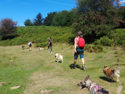 Cani-randonnée au Col des Palomières près de la Mongie, Pyrénées