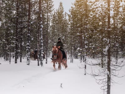 Arktische Reitsafari in Saariselkä