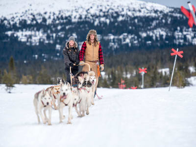 Excursion familiale en chiens de traîneau à Sälen 