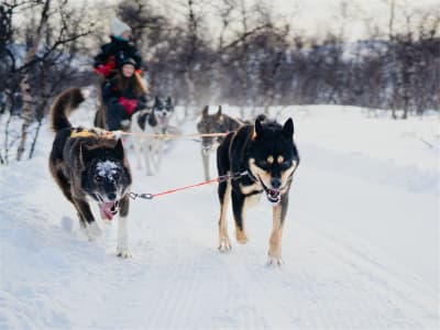 Excursion de conduite en chien de traîneau à Skibotn, près de Tromsø