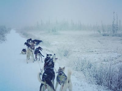 Dog Sledding Tour near Kiruna