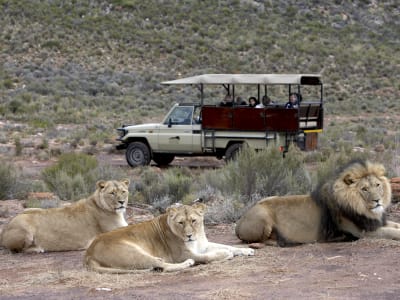 Safari in the Aquila Private Game Reserve from Cape Town