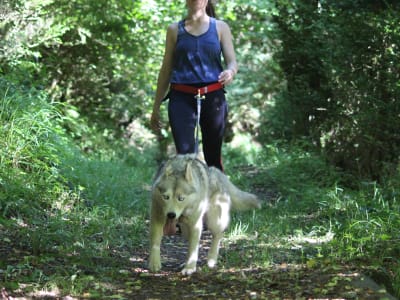 Wandern mit Schlittenhunden in Avajan, in der Nähe von Loudenvielle in den Pyrenäen