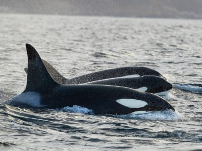Observation des baleines en bateau depuis Skjervøy