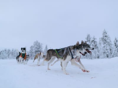 Découvrez les chiens de traîneau avec un déjeuner arctique traditionnel à Kiruna