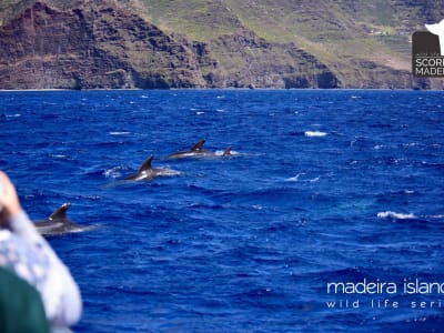 Avistamiento de ballenas y delfines desde Machico, Madeira