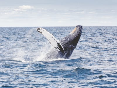 Whale-Watching-Erlebnis von Nord Lenangen bei Tromsø